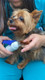 Hamily Dog Nail Grinder With Clipper,2In1,Dual Led Light,Ultra Quiet,Usb Charge,3 Speeds, Safe And Comfortable, d