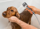 3 Mode Dog Shower Attachment, High Pressure Handheld Sprayer With On/Off Switch, G1/2 Metal Shower Diverter, 100 Inches Stainless Steel Hose, No Drill Hook, For Indoor Pet Bathing And Washing