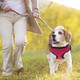 Soft'N'Safe Adjustable Dog Harness (Pink, Xs)