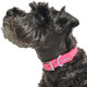 Wild One, Limited Edition, Designer Collection, Pink Dog Collar, Easy-Clean, All Weather Flex-Poly Strap With Metal, Durable, Dirt And Odor Resistant, Xl