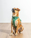Wild One Harness 2.0 - Large - Spruce