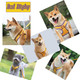 Dog Harness-Sporty Style Escape Proof Dog Harness -Adjustable Reflective Number Dogs Vest With Outdoor Pet Leash, Easy Control For Small,Medium Breeds (Yellow,S)