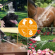 Yoo.Mee Pets Bathing Shower, Dog Washing And Cleaning Out-Door, W/Rubber Grooming Teeth For Massaging And Grooming, W/Pause Button, Fitting On 3/4'' Garden Faucets
