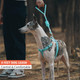 4 Ft Dog Leash With Comfortable Padded Handle Threads For Small Medium And Large Dogs Puppy Laisse Pour Chien Blue M