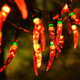 23FT 50LED Garden Solar Christmas Lights Outdoor, Red Chili Pepper String Lights-Waterproof LED Kitchen Christmas Solar Decorative Lights for Tree, Lawn, Patio, Yard, Home, Party, Porch Decor