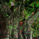 Garden Lights Outdoor Laser Christmas Light Moving Star Projector (Red Green)