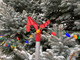 ELF Easy Hook Outdoor Holiday Light Hook Safely and Quickly Decorate Tall Trees with Holiday Lights