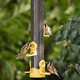Bird Feeders For Small Birds - Jacobi Jayne® Flo™ Yellow Easy-Clean Bird Feeder For Niger Seeds - Bird Seed Feeders Hanging Wire Included - Bird Seed Feeder For Garden Birdsflo-N2Y Bird Feeders For Small Birds - Jacobi Jayne® Flo™ Yellow Easy-Clean Bird Feeder For Niger Seeds - Bird Seed Feeders Hanging Wire Included - Bird Seed Feeder For Garden Birdsflo-N2Y