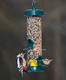 Hanging Bird Feeders For Small Birds - Jacobi Jayne® Bigeasy™ Medium Seed Bird Feeders For Wild And Garden Birds - Squirrel-Resistant Bird Feeder With Built In Hanging Ringbe-S2G Hanging Bird Feeders For Small Birds - Jacobi Jayne® Bigeasy™ Medium Seed Bird Feeders For Wild And Garden Birds - Squirrel-Resistant Bird Feeder With Built In Hanging Ringbe-S2G