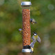 Jacobi Jayne Ring-Pull Click Medium Peanut Feeders, Zinc Birdrp3-P2Z Jacobi Jayne Ring-Pull Click Medium Peanut Feeders, Zinc Birdrp3-P2Z