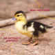 Manna Pro Duck Starter Grower Crumble Non-Medicated Feed For Young Ducks Supports Healthy Digestion 25 Pounds Manna Pro Duck Starter Grower Crumble Non-Medicated Feed For Young Ducks Supports Healthy Digestion 25 Pounds