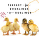 Manna Pro Duck Starter Grower Crumblenon-Medicated & Supports Healthy Digestion 8 Pounds