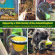 Nectar Pods (Variety 4 Pack) - Calcium-Fortified Jelly Fruit Treat - Sugar Gliders, Marmosets, Squirrels, Parrots, Cockatiels, Parakeets, Birds, Hamsters, Day Geckos, Kinkajous & Other Small Pets Nectar Pods (Variety 4 Pack) - Calcium-Fortified Jelly Fruit Treat - Sugar Gliders, Marmosets, Squirrels, Parrots, Cockatiels, Parakeets, Birds, Hamsters, Day Geckos, Kinkajous & Other Small Pets
