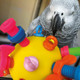 Northern Parrots Nuts, Bolts & Binkies Puzzle Parrot Toy Northern Parrots Nuts, Bolts & Binkies Puzzle Parrot Toy