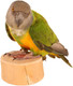 Platform Parrot Perch With Treat Well Platform Parrot Perch With Treat Well