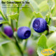 Gerbs Dried Blueberries 4 Lbs.  Freshly Dehydrated Re-Sealable Bulk Bag  Top 14 Food Allergy   Sulfur Dioxide  Blue Berries  Brain & Immune System Booster  Gluten, Peanut, Tree Nut Gerbs Dried Blueberries 4 Lbs.  Freshly Dehydrated Re-Sealable Bulk Bag  Top 14 Food Allergy   Sulfur Dioxide  Blue Berries  Brain & Immune System Booster  Gluten, Peanut, Tree Nut