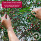 Gerbs Dried Cherries 2 Lbs.  Freshly Dehydrated Re-Sealable Bulk Bag  Top 14 Food Allergy   Sulfur Dioxide  & Non Gmo  Anti-Inflammatory And Pain Relieving  Gluten, Peanut, Tree Nut Gerbs Dried Cherries 2 Lbs.  Freshly Dehydrated Re-Sealable Bulk Bag  Top 14 Food Allergy   Sulfur Dioxide  & Non Gmo  Anti-Inflammatory And Pain Relieving  Gluten, Peanut, Tree Nut