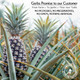 Gerbs Dried Pineapple Unsweetened 4 Lbs.  Freshly Dehydrated Resealable Bulk Bag  Top Food Allergy   Sulfur Dioxide   Natural Source Of Energy Without Added Sugar  Gluten & Peanut