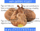 Gerbs Dried Whole Figs 2 Lbs.  Freshly Dehydrated Resealable Bulk Bag  Top Food Allergy   Sulfur Dioxide   Strengthen Bones, Packed Vitamin C Boost Immune System  Gluten & Peanut Gerbs Dried Whole Figs 2 Lbs.  Freshly Dehydrated Resealable Bulk Bag  Top Food Allergy   Sulfur Dioxide   Strengthen Bones, Packed Vitamin C Boost Immune System  Gluten & Peanut