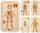 Wooden Teether Wooden Human Body Puzzle Toy18 Pcs Body Anatomy Puzzle Play Set for Toddlers Aged 3+ Includes Organs Muscles and Skeleton Educational Learning Preschool Toys for Boys and Girls
B0F6YL32NP