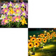 4Pack Solar Lily Butterfly Flowers& 4 Pack Solar Swaying Bee Lights With Sunflowers