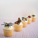 Gemini&Genius 10Pcs Bug Toys For Kids Woodland Animals Insect Figurines Cicada Ladybird Mosquito Bee Dragonfly Caterpillar Spider Butterfly Phyllium Samia Cynthia Animal Toy s For Kids
