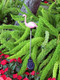 Gsl Ss-Gsl-E2183 Flamingo Stake With Solor Color Changing Light