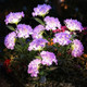 Garden Lights Solar Flower Light Led Solar Powered Outdoor Light Decor For Path Yard Walkway Patio Balcony Lawn Hydrangea Artificial Flower (Purple 2)