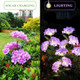 Garden Lights Solar Flower Light Led Solar Powered Outdoor Light Decor For Path Yard Walkway Patio Balcony Lawn Hydrangea Artificial Flower (Purple 2)