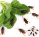 Ksquares Prank Fake Roaches, Favorite Trick Joke Toys Look Real, Scary Insects Realistic Plastic Bugs, Novelty Cockroach For Party, Christmas, Halloween 300Pcs