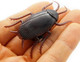 Uniqus Pull Back Fake Plastic Cockroach, Insect Joke Toy Crawls Super Fast, Prank Scary Trick Bugs For Party, 2.4"(L) X 1"(W) 0.25Oz