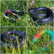 Xsltkby Rubber Snakes To Keep Birds Away - 4 Pcs Realistic Fake Rubber Snake For Garden Props To Scare Birds, Squirrels And Mice Xsltkby Rubber Snakes To Keep Birds Away - 4 Pcs Realistic Fake Rubber Snake For Garden Props To Scare Birds, Squirrels And Mice