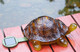 Tiaan 157808 Solar Powered Led Light Garden Decorturtle With Led Glowing Shell