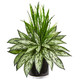 Nearly Natural Silver Queen And Grass Artificial Plant In Black Vase