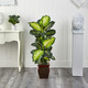 Nearly Natural Golden Dieffenbachia With Decorative Planter