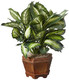 Nearly Natural 22In Artificial Triple Golden Dieffenbachia Plant With Decorative Wood Planter, Faux Plant For Indoor Home Dãƒæ’Ã†™ÃƒŠã‚©Cor