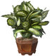 Nearly Natural 22In Artificial Triple Golden Dieffenbachia Plant With Decorative Wood Planter, Faux Plant For Indoor Home Dãƒæ’Ã†™ÃƒŠã‚©Cor