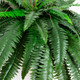 Nearly Natural 48-In Artificial Boston Fern, Set Of 2, Large Hanging Fake Plant Wall Decor With 67 Fronds, Faux Fern Vines That Look Real For Home And Office Decor
