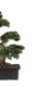 Nearly Natural 4103 24In. Cedar Bonsai Silk Plant,Green