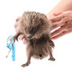 Mudder 3 Pcs Hedgehog Small Animal Grooming Kit Including 2 Bathing Brush And A Nail Toenail Clipper With Magnifier For Pet Hamster Hedgehog Guinea Pig Rabbit Cat Kitten