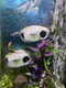 Ornamounts Aquarium Decor Magnetic Rock Cave Ornament Â€Œ Wall-Mounted Fish Tank Accessory