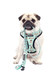 Qtpawz Pug Vest Harness And Matching Leash Breathable Mesh Interior Liner 4 Adjusting Buckles To Get The Perfect Pug Fit (Medium)