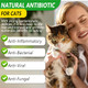 Akareni Cat Antibiotics For Infection Natural Antibiotics For Cats Cat Multivitamins Liquid Cat Antibiotic Supports Immune And Cats Allergy Itch Relief Pet Antibiotics Supplements Chicken Flavor 2 Fl Oz