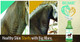 Big Mare All Purpose Horse Skin & Wound Care 32Oz First Aid: For Girth Itch Insect & Fly Bites Crud Itchy Manes & Tails & Hair Loss Vet Approved & Recommended