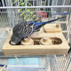 Flidrunest Wooden Bird Foraging Puzzle Toys For Parrots Parakeet Cockatiel Sun Conures - Birds Interactive Mental Enrichment Toy B Ird Seed Slow Feeder Toy For Cage