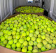 Handmade Recycled Tennis Balls For Dogs: Classroom Chairs Bulk Tennis Balls For Dogs To Fetch Real Recycled Durable Tennis Balls: Choose Your Quantity (50 Balls)