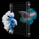 Hygger Co2 Adjustable Acrylic Aquarium Divider Set - Universal Fish Tank Separator For Multi-Purpose Fish Isolation (2 Sizes Optional (9.4''X11'')