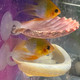 Oncpcare Betta Fish Resting Spot Shell Bed 2-Pack Cozy Natural Shell Perch For Betta Tanks Encourages Natural Resting & Hiding Behaviors