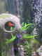 Ornamounts Aquarium Decor Magnetic Rock Cave Ornament Wall-Mounted Fish Tank Accessory