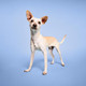 Paul Mitchell Pet Bug Away Spray For Dogs 8.5 Fl Oz